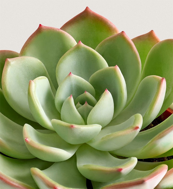Celebration Succulents™ Crazy for You