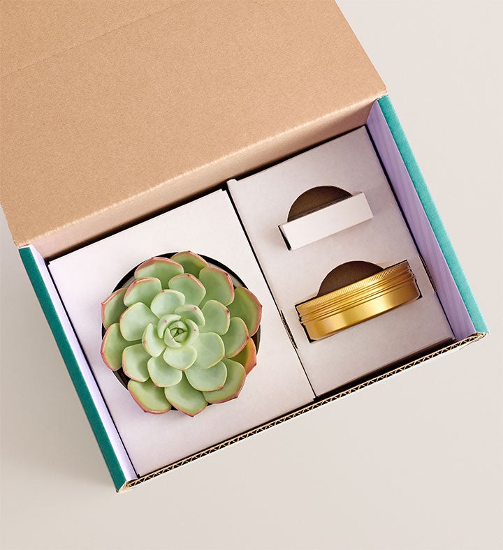 Celebration Succulents™ Crazy for You