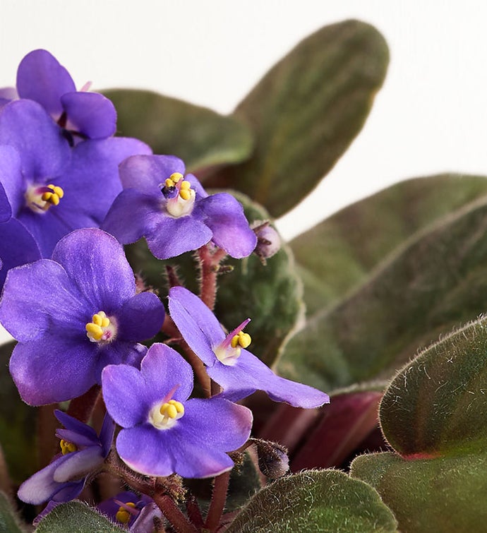 Thanks for Helping Me Grow African Violet