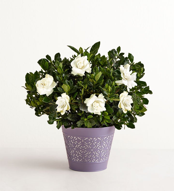 Fragrant Gardenia