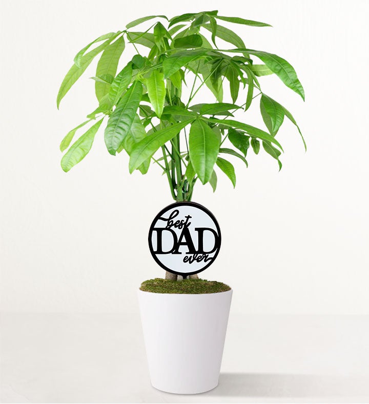 Amazing Dad Money Tree