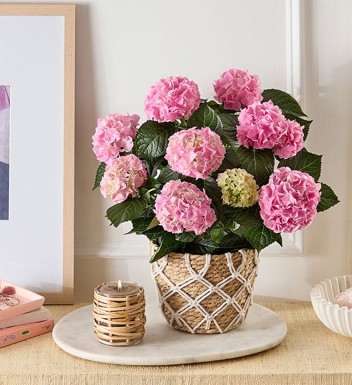 Blooming Pink Hydrangea