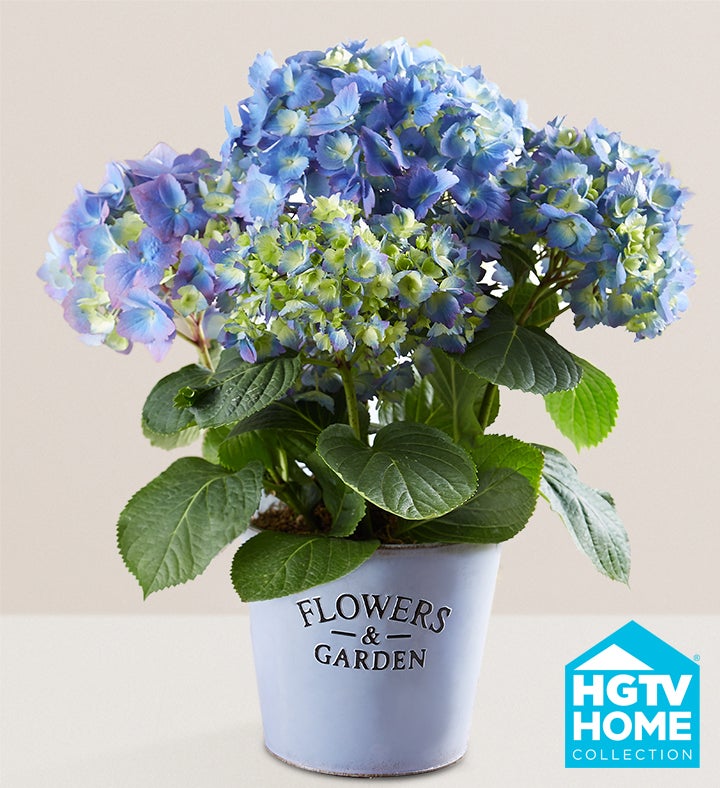 Garden Hydrangea