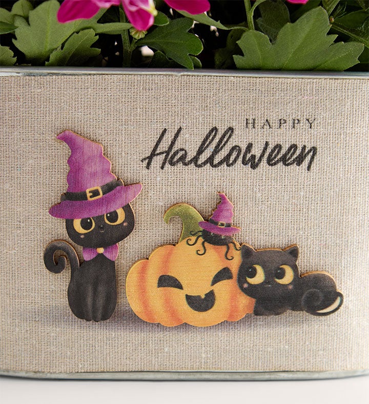 Happy Halloween Orange Mum
