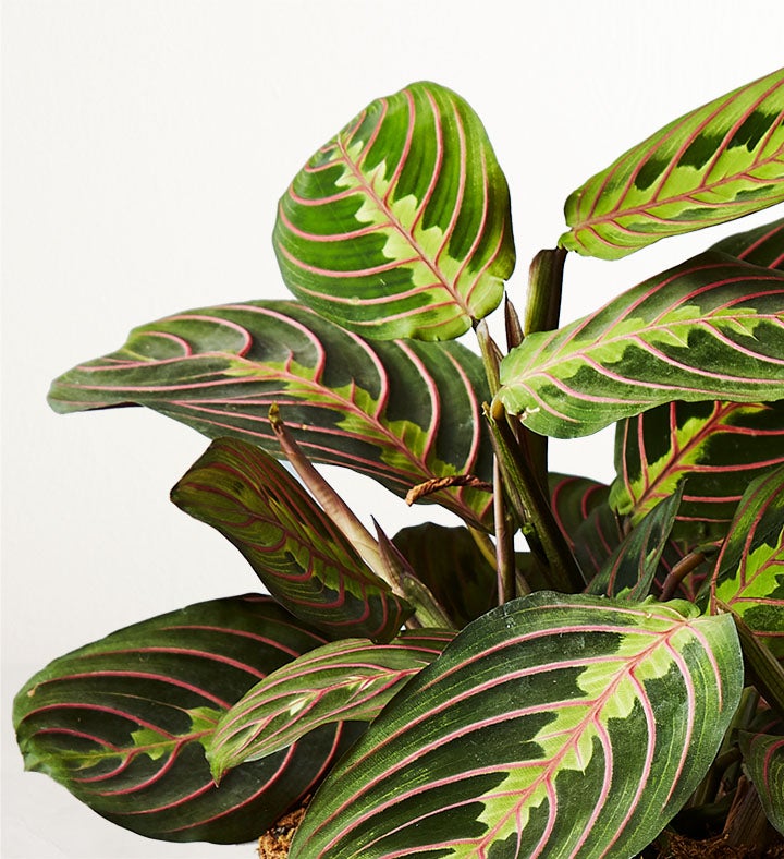 HGTV Home Red Maranta Prayer Plant