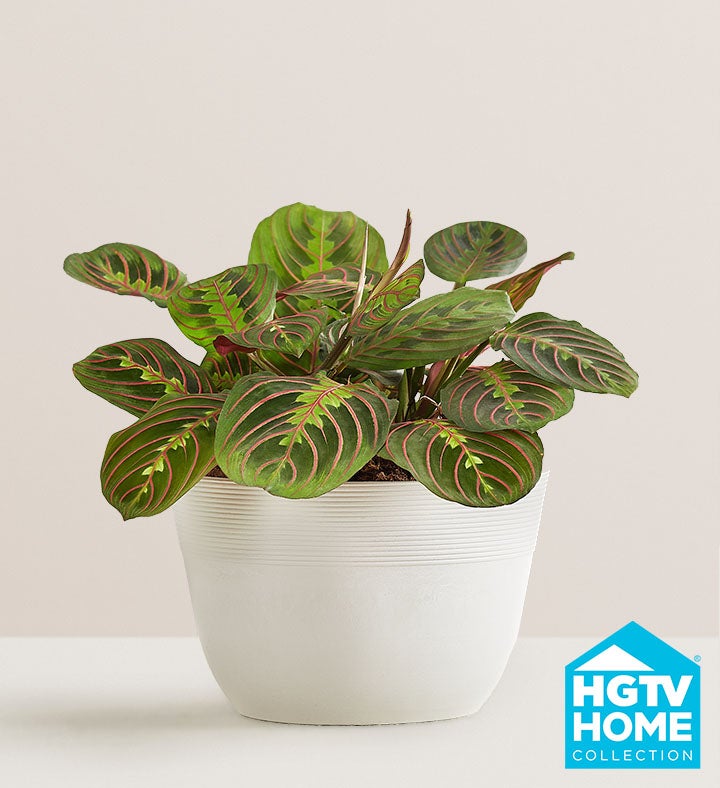 HGTV Home Red Maranta Prayer Plant