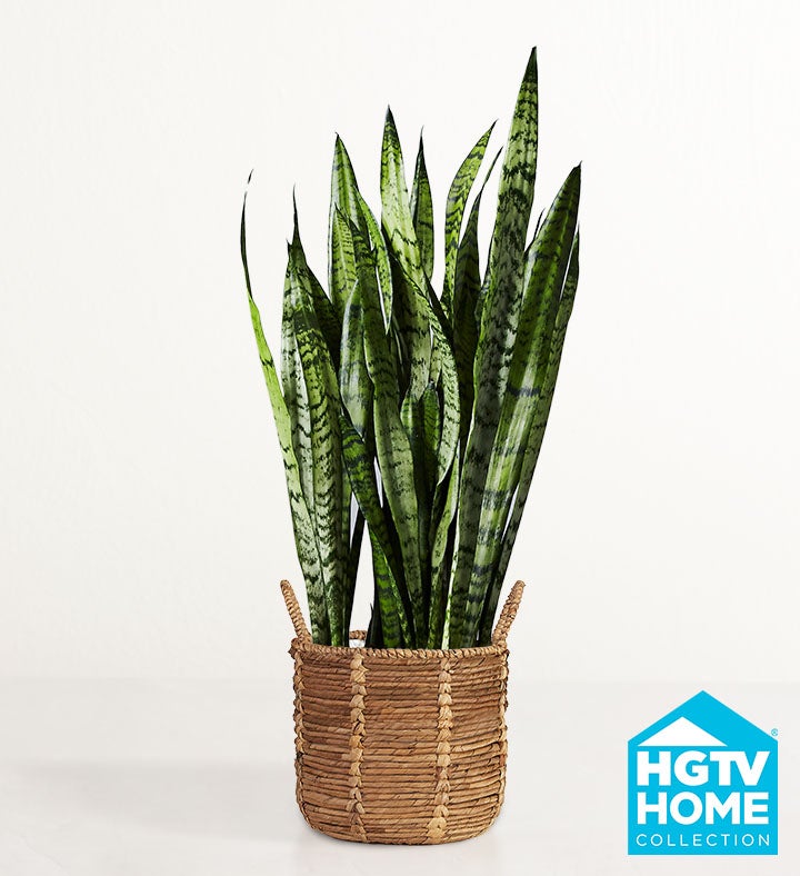 HGTV Home Snake Plant  Sanseveria