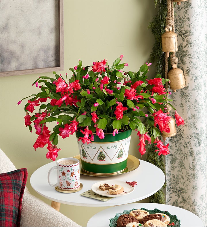 Christmas Cactus