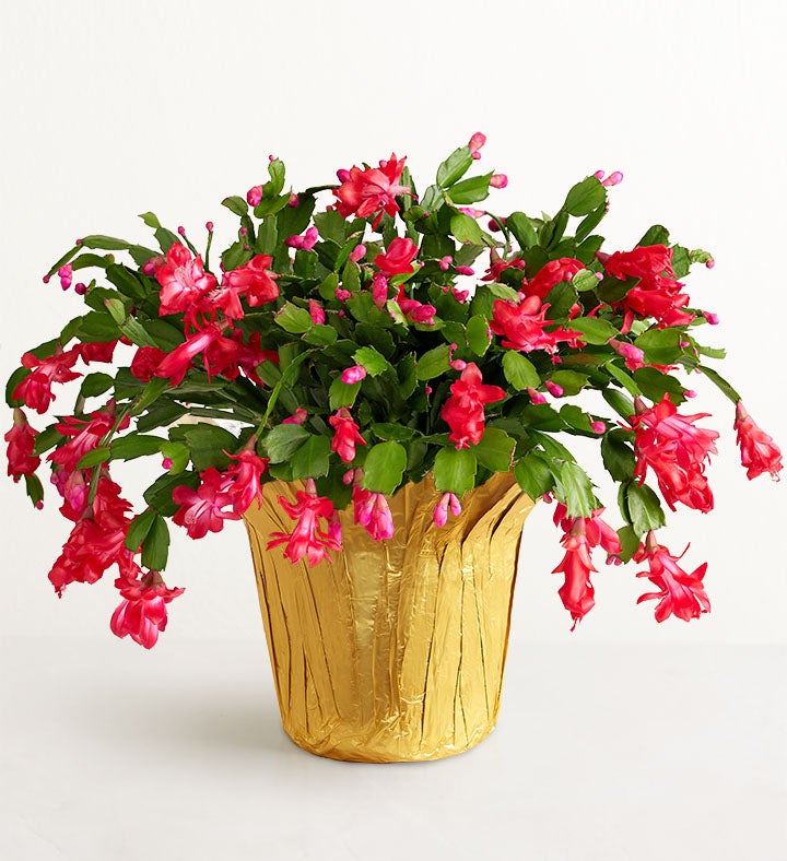 Christmas Cactus