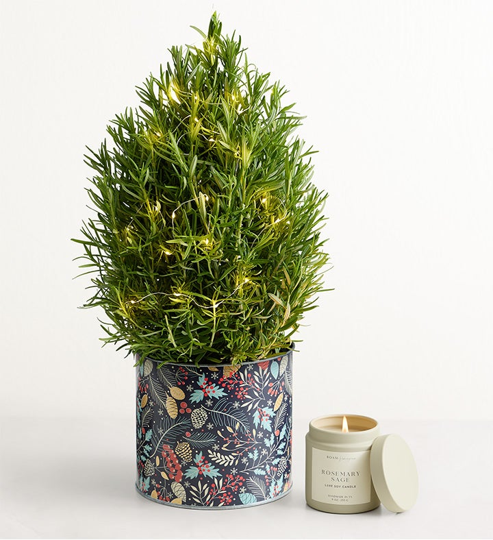 Rosemary &amp; Bright Tree