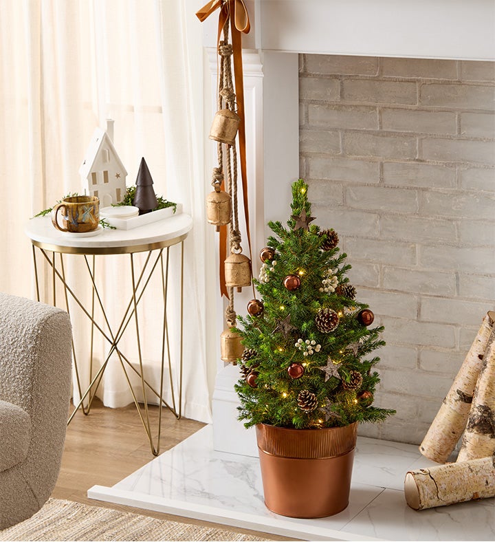 Large Christmas Traditions Fresh Spruce Tree