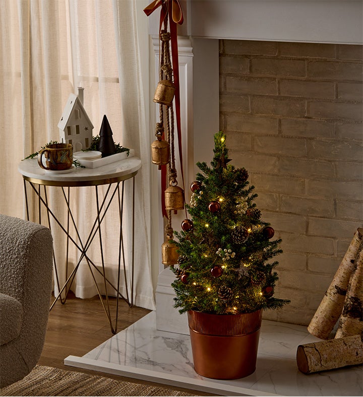 Large Christmas Traditions Fresh Spruce Tree