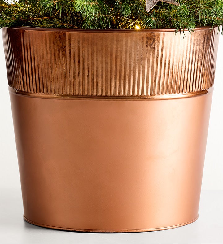 HGTV Large Christmas Traditions Fresh Spruce Tree | 1800Flowers