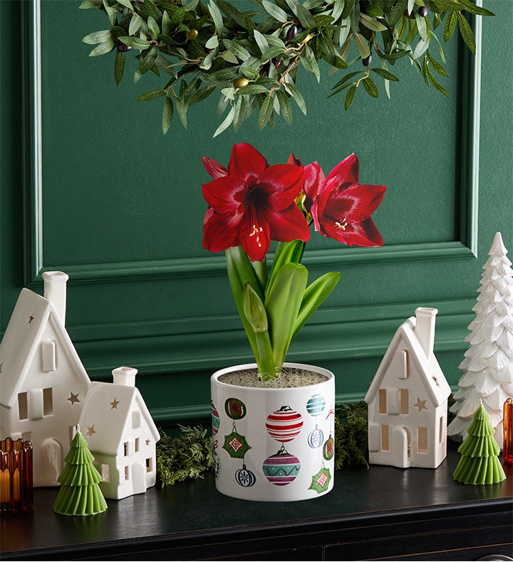 Merry Everything Amaryllis