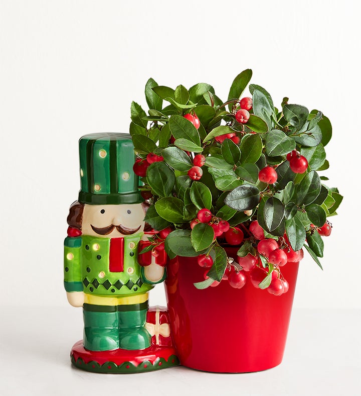 Holiday Nutcracker Winterberry