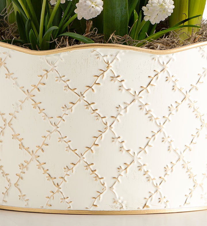 Daffodil Delight Bulb Garden