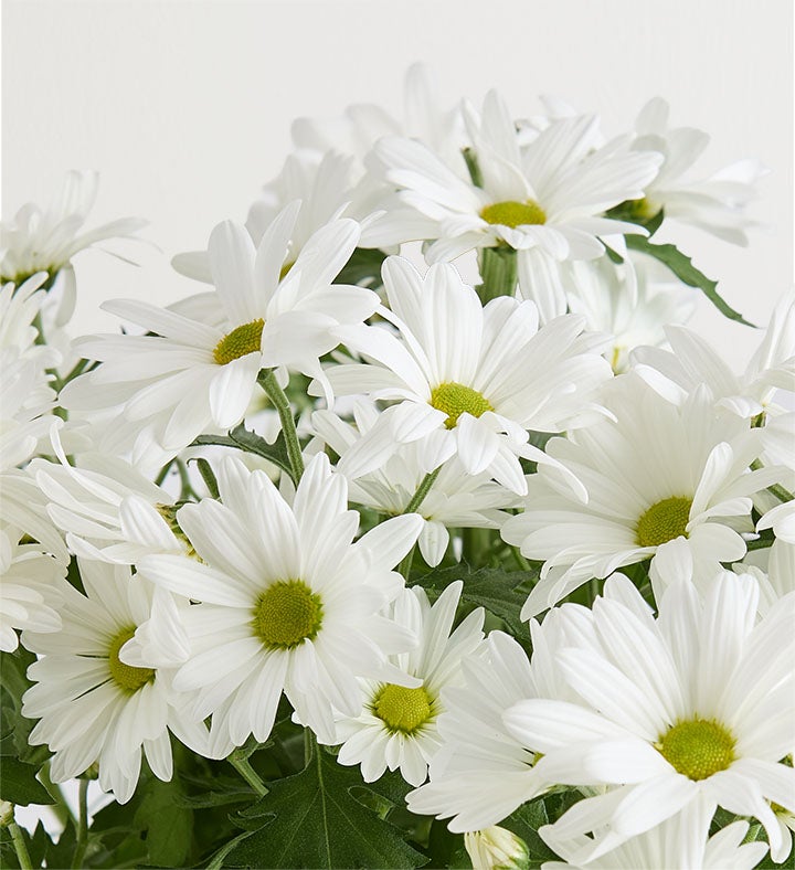 Happy Daisy | 1800flowers
