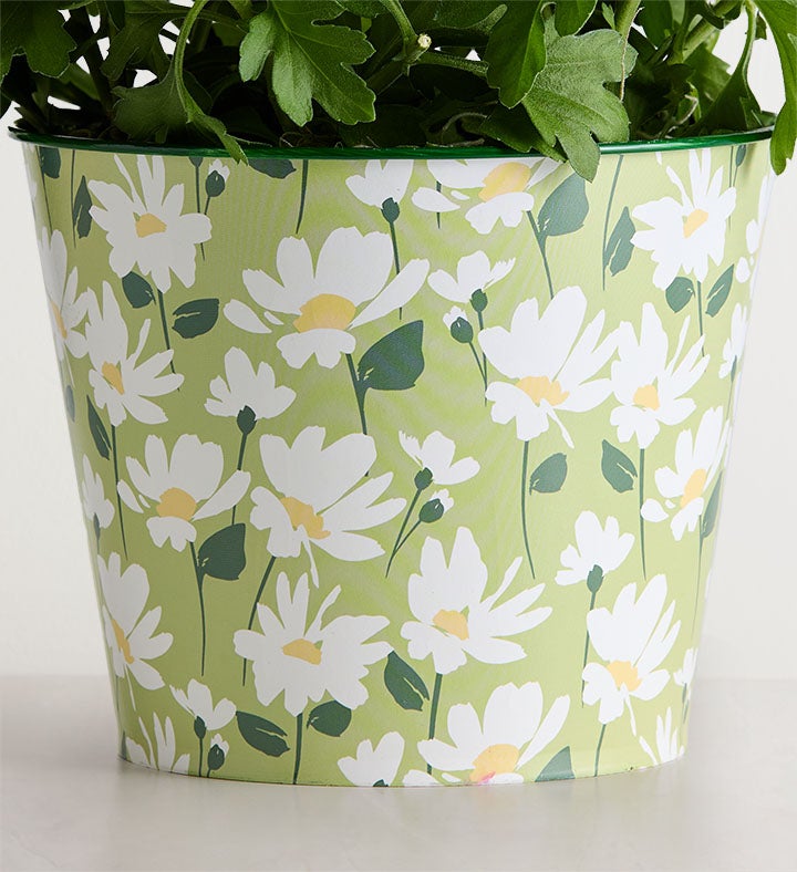 Happy Daisy | 1800flowers