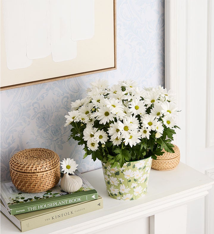 Happy Daisy | 1800flowers