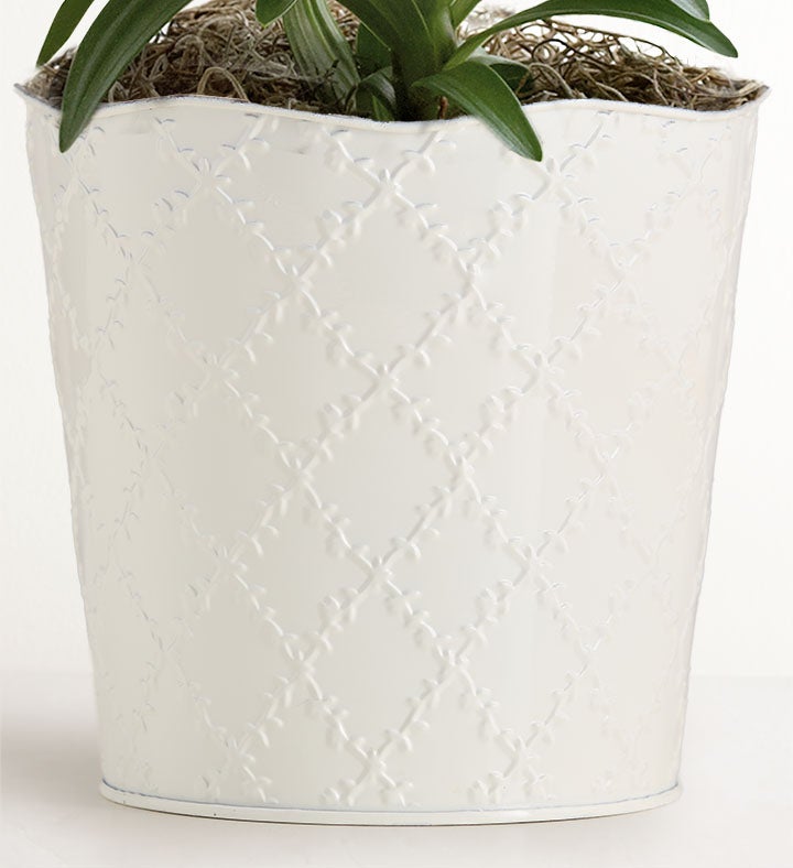 Easter Blessings Lily