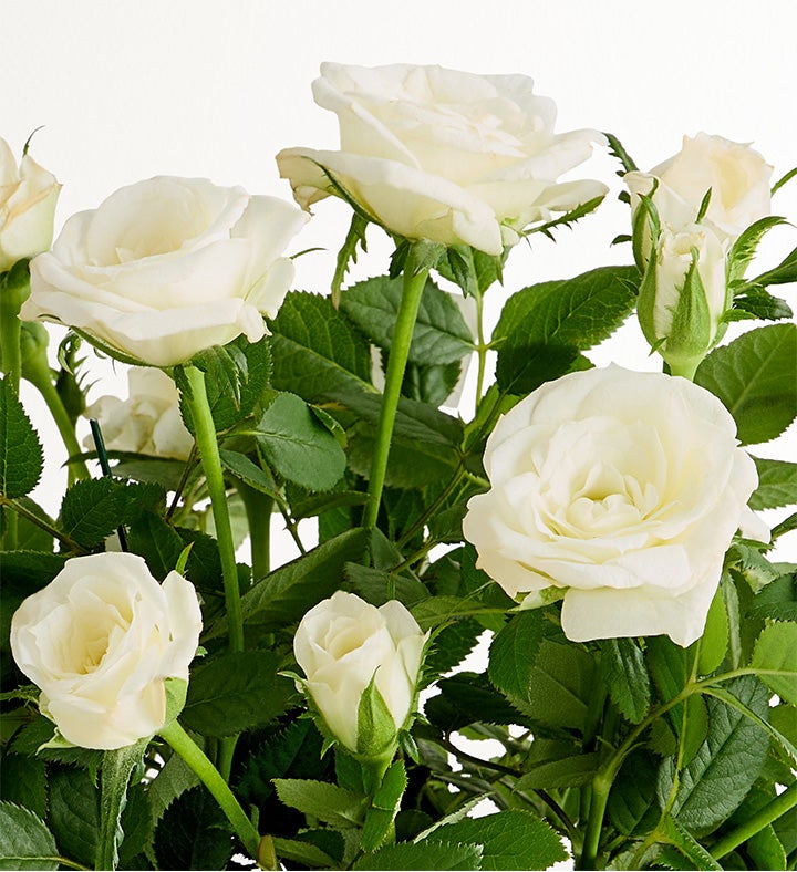 Flowers & Garden White Rose