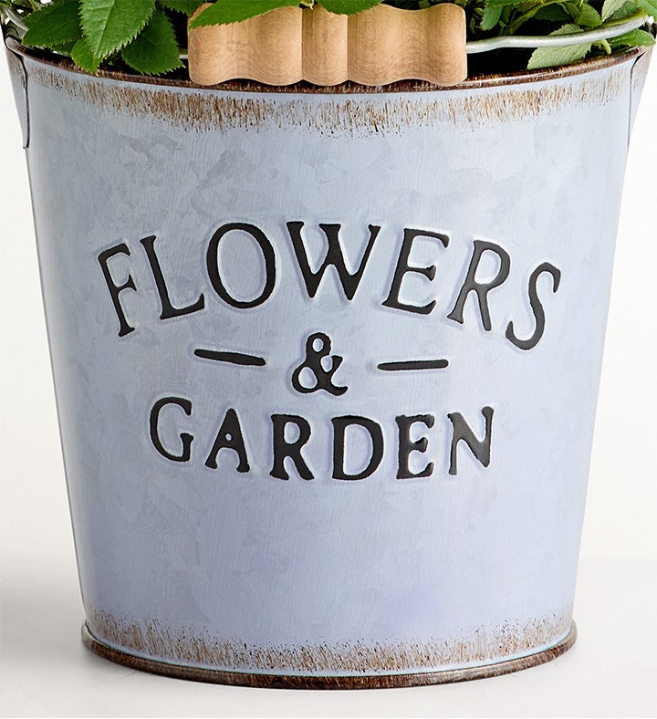 Flowers & Garden White Rose