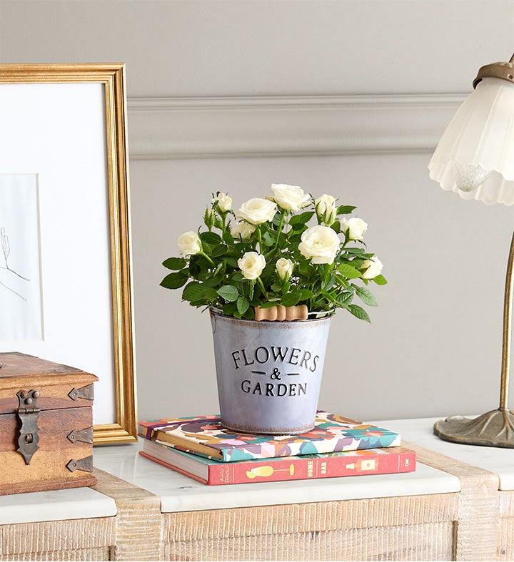 Flowers & Garden White Rose