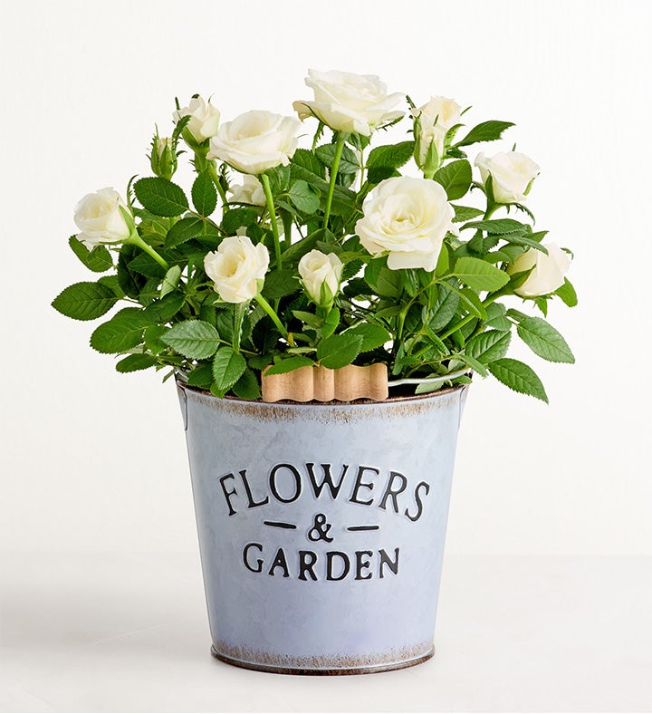 Flowers & Garden White Rose