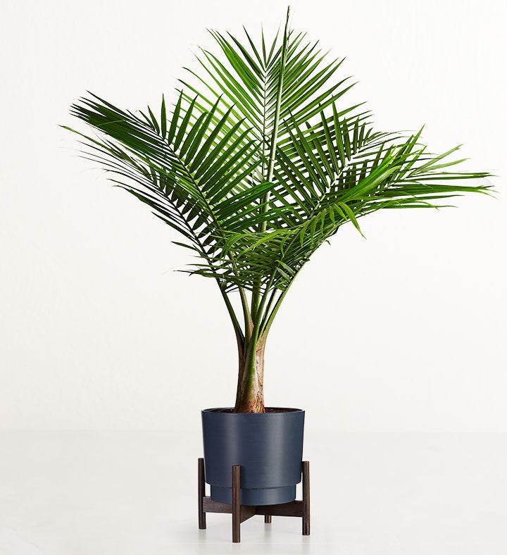 Majesty Palm Floor Plant