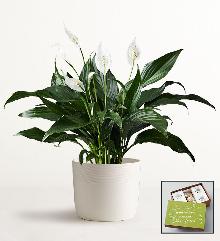Serenity Peace Lily Plant