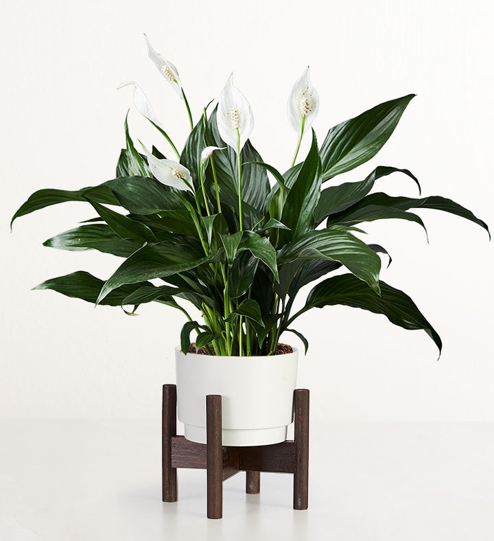 Serenity Peace Lily Plant