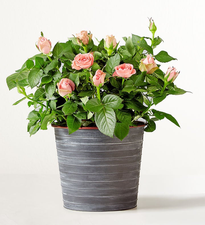 Blossoming Pink Rose Plant