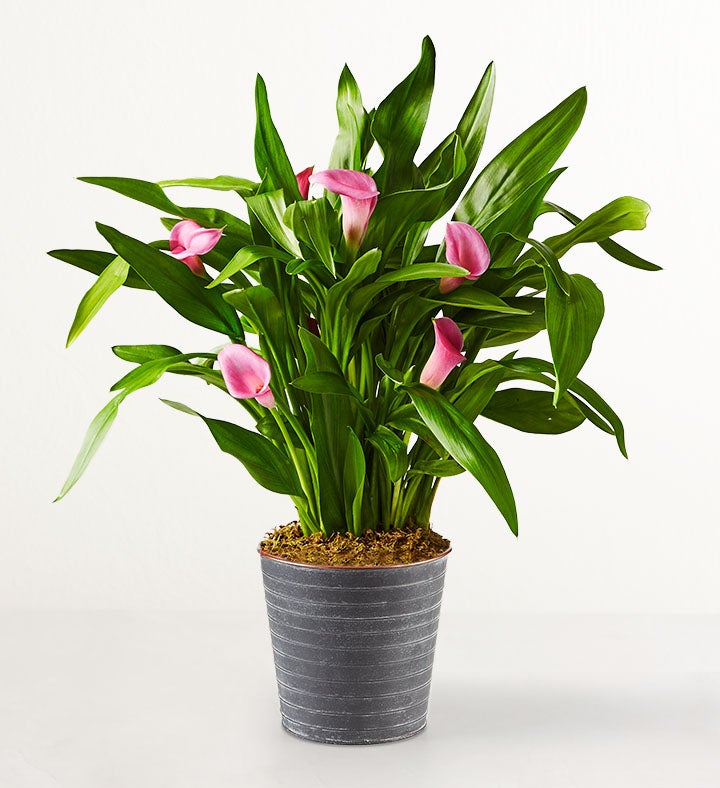 Pink Petal Calla Lily