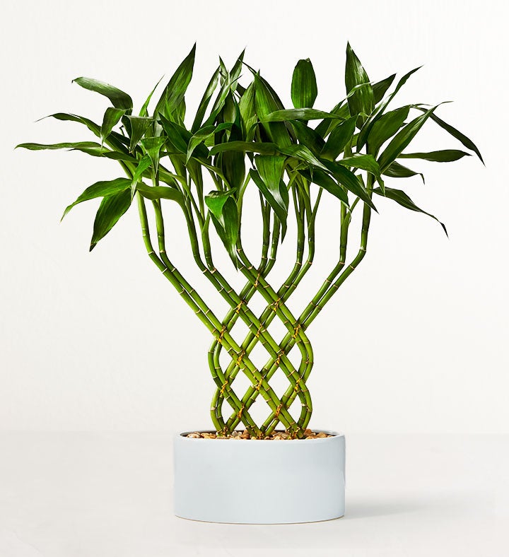 Lucky Bamboo Trellis