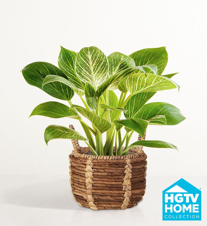 HGTV Home Philodendron Birkin