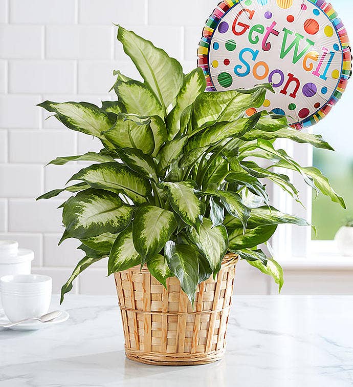 Get Well Green Plant With Balloon