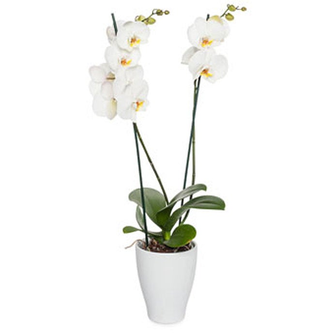 White Phalaenopsis Orchid