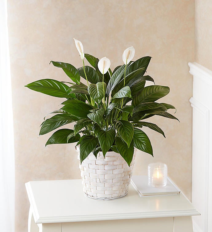 Peace Lily Plant For Sympathy 1800flowers Com
