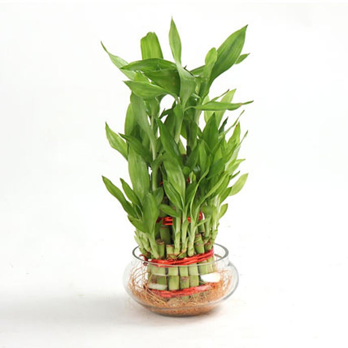 Good Luck Three Layer Bamboo Diwali Gift