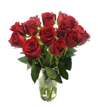 14 Red brazilian Roses vase not included