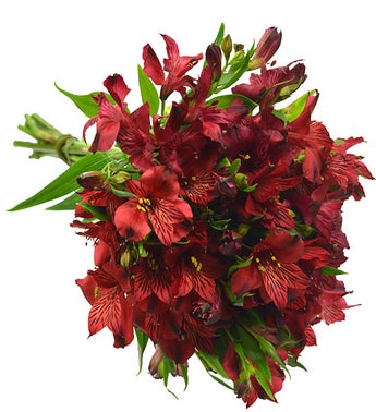 10 Stems of Red Alstroemeria