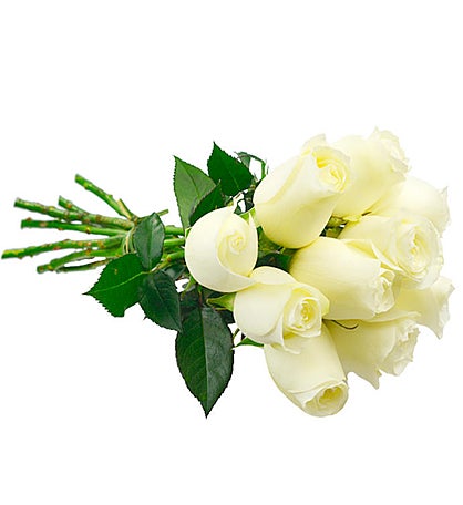 10 White Colombian roses