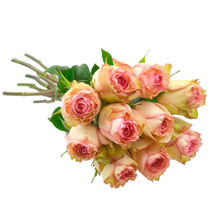 10 Esperance Colombian Roses