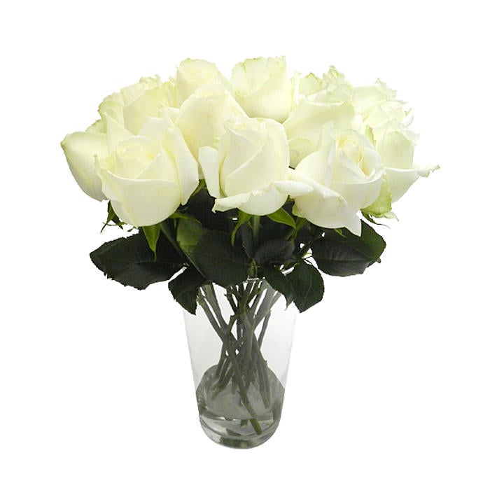 15 White Brazilian Roses