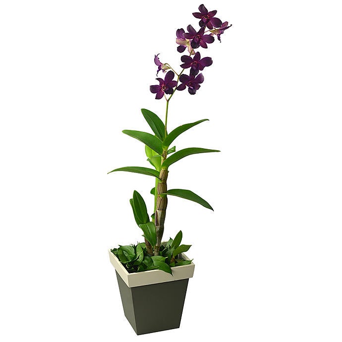 Denphale Lilac Orchid