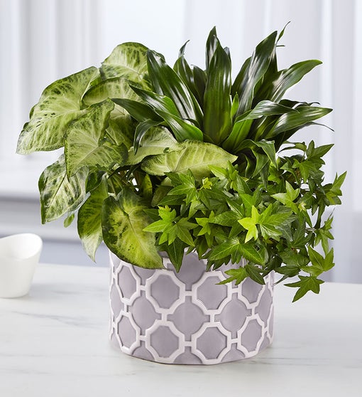 Real Simple® Dish Garden