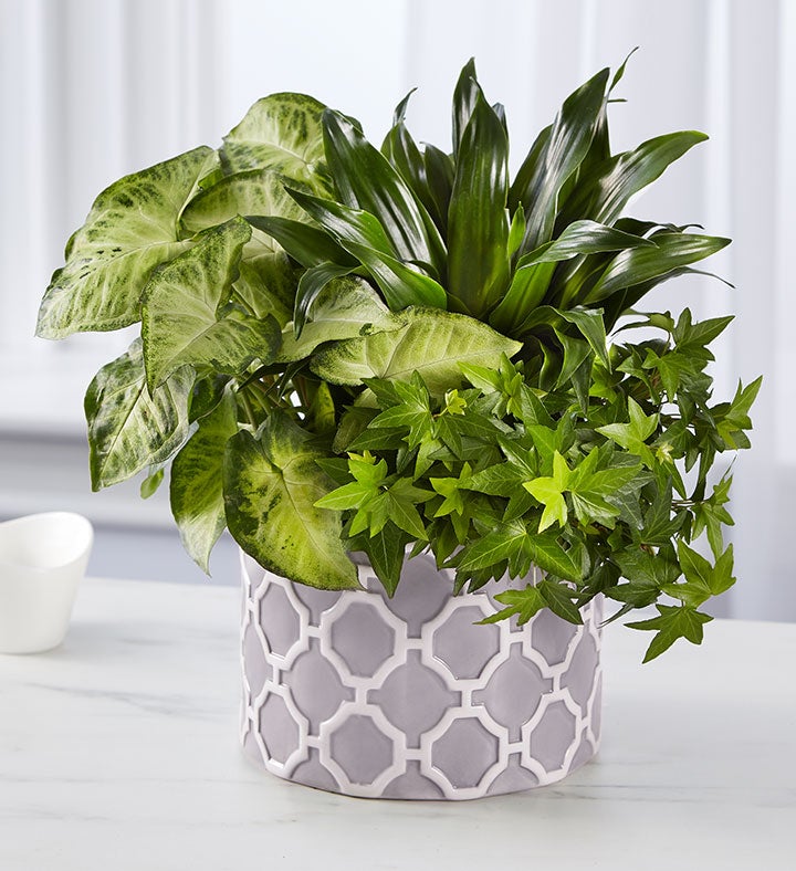 Real Simple® Dish Garden