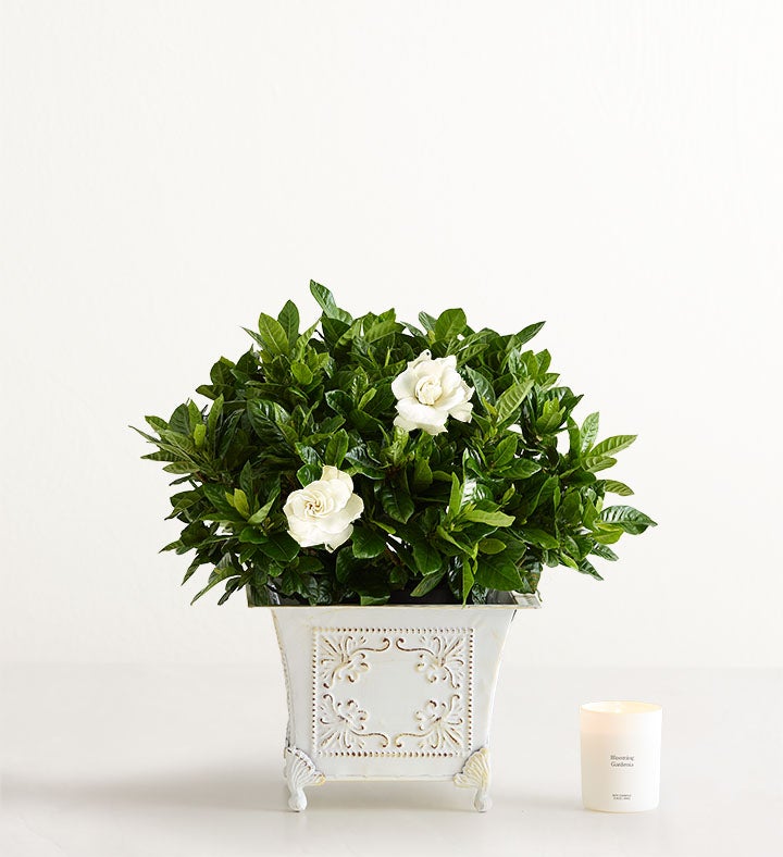 Grand Gardenia™