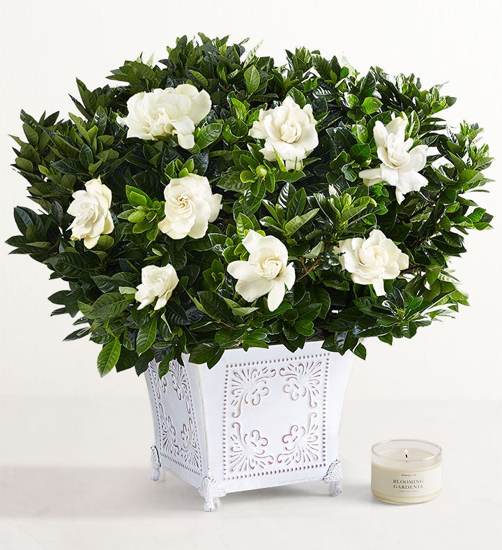 Best Smelling Flowers Fragrant Flowers Petal Talk