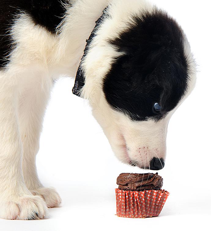 Chocolate Lovers Doggie Treat Set